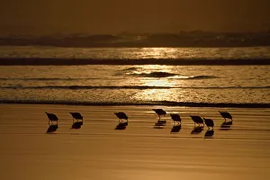 Sanderling (Calidris alba) flock foraging at sunset, Britanny, France, October Sanderling (Calidris alba) flock foraging at sunset, Britanny, France, October