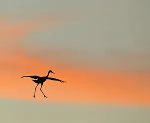 Sandhill crane (Grus canadensis) landing at sunset Sandhill crane (Grus canadensis) landing at sunset