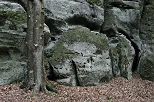 Sandstone formations with a Beech tree trunk (Fagus sylvatica) Echternach, Mullerthal Sandstone formations with a Beech tree trunk (Fagus sylvatica) Echternach, Mullerthal