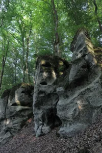 Sandstone formations and Beech trees (Fagus sylvatica) Echternach, Mullerthal, Luxembourg Sandstone formations and Beech trees (Fagus sylvatica) Echternach, Mullerthal, Luxembourg