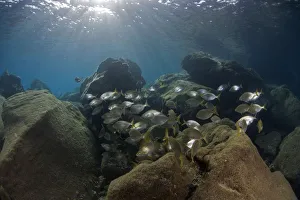 Saupe (Sarpa salpa) shoal, Deserta Grande, Desertas Islands, Madeira, Portugal, August Saupe (Sarpa salpa) shoal, Deserta Grande, Desertas Islands, Madeira, Portugal, August