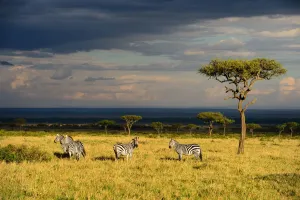 Savanna landscape wirh Grants zebras (Equus quagga boehmi) and acacia trees Savanna landscape wirh Grants zebras (Equus quagga boehmi) and acacia trees