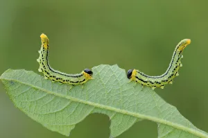 Sawfly larvae (Nematus pavidus) defensive posture, Peatlands Park, County Armagh, Northern Ireland Sawfly larvae (Nematus pavidus) defensive posture, Peatlands Park, County Armagh, Northern Ireland