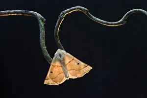Scalloped oak moth (Crocallis elinguaria) on twig, Uplyme, Devon, England, July Scalloped oak moth (Crocallis elinguaria) on twig, Uplyme, Devon, England, July