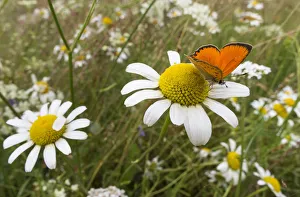 Scarce Copper (Lycaena virgaureae) male in meadow on ox-eye daisy, Joutsa (formerly Leivonmaki) Scarce Copper (Lycaena virgaureae) male in meadow on ox-eye daisy, Joutsa (formerly Leivonmaki)