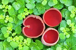 Scarlet elf cup fungi (Sarcoscypha coccinea), Uplyme, Devon, England, UK Scarlet elf cup fungi (Sarcoscypha coccinea), Uplyme, Devon, England, UK