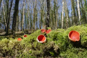 Scarlet elf cup fungi (Sarcoscypha coccinea) growing on rotten mossy log among leaf litter in deciduous woodland Scarlet elf cup fungi (Sarcoscypha coccinea) growing on rotten mossy log among leaf litter in deciduous woodland