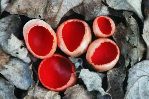 Scarlet elf cup fungus (Sarcoscypha coccinea) growing on decaying alder branch in leaf litter Scarlet elf cup fungus (Sarcoscypha coccinea) growing on decaying alder branch in leaf litter