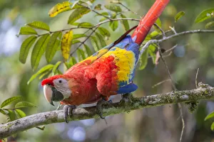 Scarlet macaw (Ara macao) La Selva, Costa Rica Scarlet macaw (Ara macao) La Selva, Costa Rica