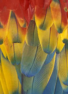 Scarlet Macaw feathers close up {Ara macao} Native South Mexico to Amazonia (Brazil) Scarlet Macaw feathers close up {Ara macao} Native South Mexico to Amazonia (Brazil)