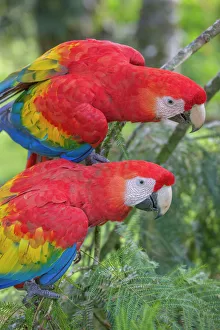 Scarlet macaws (Ara macao) La Selva, Costa Rica Scarlet macaws (Ara macao) La Selva, Costa Rica