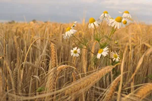 Scentless Mayweed (Tripleurospermum inodorum) in a ripe barley field. Perthshire Scentless Mayweed (Tripleurospermum inodorum) in a ripe barley field. Perthshire