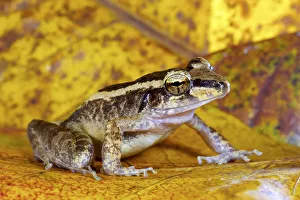Schmidt's wrinkled ground frog (Cornufer schmidti / Platymantis schmidti) Schmidt's wrinkled ground frog (Cornufer schmidti / Platymantis schmidti)