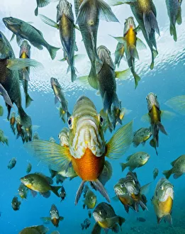 School of Bluegill (Lepomis macrochirus) fish in a spring, Florida, USA School of Bluegill (Lepomis macrochirus) fish in a spring, Florida, USA