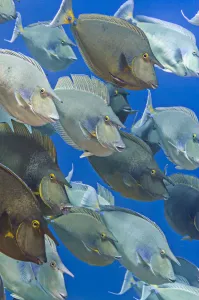 School of Bluespine unicornfish (Naso unicornis) gathered during the summer breeding School of Bluespine unicornfish (Naso unicornis) gathered during the summer breeding