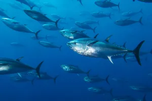 School of large Atlantic bluefin tuna (Thunnus thynnus) captive in growing pen School of large Atlantic bluefin tuna (Thunnus thynnus) captive in growing pen