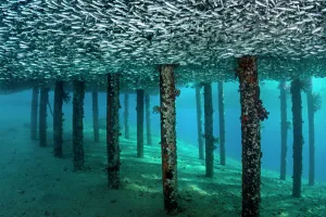 School of Silversides (Atherinomorus lacunosus) mass below a jetty, creating a false School of Silversides (Atherinomorus lacunosus) mass below a jetty, creating a false