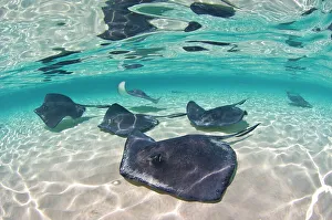 A school of Southern stingrays (Hypanus americanus) on a sand bar, Grand Cayman A school of Southern stingrays (Hypanus americanus) on a sand bar, Grand Cayman