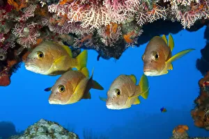 Schoolmaster snapper (Lutjanus apodus) school, under a coral ledge, Snapper Hole Schoolmaster snapper (Lutjanus apodus) school, under a coral ledge, Snapper Hole