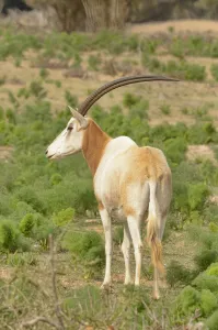 Scimitar-horned oryx (Oryx dammah) captive in enclosure of Souss Massa National Park Scimitar-horned oryx (Oryx dammah) captive in enclosure of Souss Massa National Park
