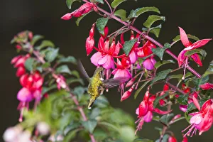 Scintillant Hummingbird (Selasphorus scintilla) female drinking on Fuchsia flower Scintillant Hummingbird (Selasphorus scintilla) female drinking on Fuchsia flower