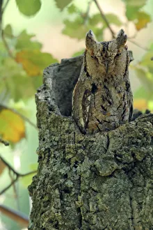 Scops owl (Otus scops) in tree stump, Sierra de Grazalema Natural Park, southern Spain Scops owl (Otus scops) in tree stump, Sierra de Grazalema Natural Park, southern Spain