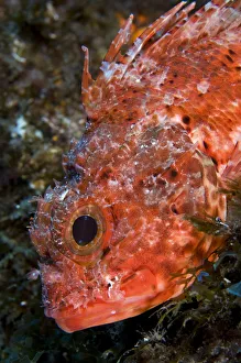 Scorpionfish (Scorpaena maderensis) portrait, Pico, Azores, Portugal, June 2009 Scorpionfish (Scorpaena maderensis) portrait, Pico, Azores, Portugal, June 2009