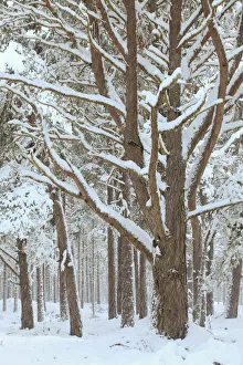 Scots Pine forest in winter, Abernethy Forest, Cairngorms National Park, Scotland, UK Scots Pine forest in winter, Abernethy Forest, Cairngorms National Park, Scotland, UK