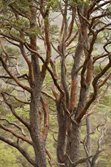 Scots pine tree (Pinus sylvestris) in natural woodland, Beinn Eighe NNR, Highlands Scots pine tree (Pinus sylvestris) in natural woodland, Beinn Eighe NNR, Highlands