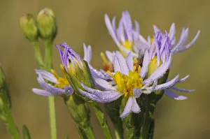 Sea aster (Tripolium pannonicum) in flower, Abbotts Hall Farm, Essex, England, UK, September Sea aster (Tripolium pannonicum) in flower, Abbotts Hall Farm, Essex, England, UK, September