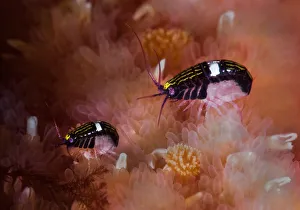 Sea fleas (Chromopleustes oculatus) on dorsal surface of a Giant sunflower seastar Sea fleas (Chromopleustes oculatus) on dorsal surface of a Giant sunflower seastar