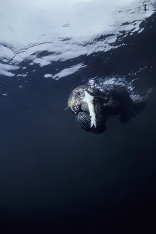 Sea otter (Enhydra lutris) feeding. Monterey Bay, California, USA Sea otter (Enhydra lutris) feeding. Monterey Bay, California, USA