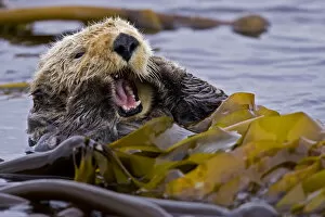 Images Dated 26th August 2008: Sea otter (Enhydra lutris) floating on back amongst kelp, yawning, Barkley Sound
