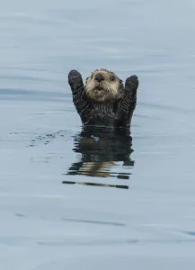 Sea otter (Enhydra Lutris) with forelegs raised, Sitka Sound, Alaska, USA, August Sea otter (Enhydra Lutris) with forelegs raised, Sitka Sound, Alaska, USA, August