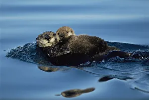 Sea Otter floating at sea surface holding pup. Alaska (Enhydra lutris) USA Sea Otter floating at sea surface holding pup. Alaska (Enhydra lutris) USA