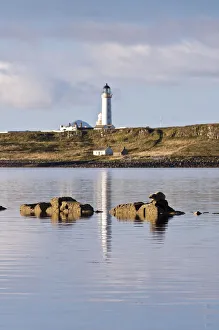 Seal (Phoca vitulina) on rock at Seal Shore Campsite, with Pladda Lighthouse beyond Seal (Phoca vitulina) on rock at Seal Shore Campsite, with Pladda Lighthouse beyond
