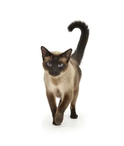 Seal point Siamese-cross cat, Chico, walking Seal point Siamese-cross cat, Chico, walking