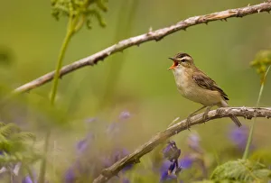 Sedge warbler (Acrocephalus schoenobaenus) singing portrait, Saltee Islands, Republic of Ireland Sedge warbler (Acrocephalus schoenobaenus) singing portrait, Saltee Islands, Republic of Ireland