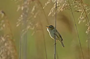 Sedge warbler (Acrocephalus schoenobaenus) adult singing in reedbed, Cambridgeshire Sedge warbler (Acrocephalus schoenobaenus) adult singing in reedbed, Cambridgeshire