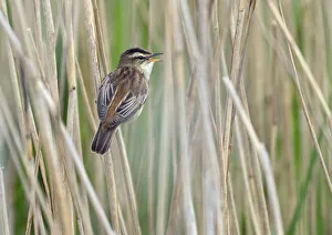 Sedge Warbler (Acrocephalus schoenobaenus) Greylake RSPB Reserve, Somerset Levels Sedge Warbler (Acrocephalus schoenobaenus) Greylake RSPB Reserve, Somerset Levels