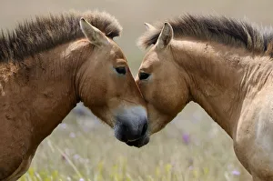 Two semi wild Przewalski horses interacting, greeting (Equus ferus przewalskii) Two semi wild Przewalski horses interacting, greeting (Equus ferus przewalskii)