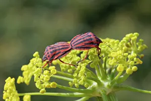 Shield Bug Reproduction Prints: Semipunctated shield bugs (Graphosoma semipunctatum) pair