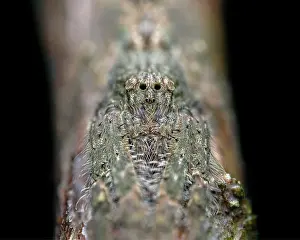 Latin America Biodiversity Hotspot Prints: Senoculid spider (Senoculus sp.) portrait, Tinamaste, Costa Rica. Focus stacked image