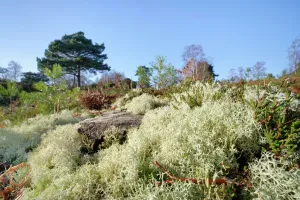 Reindeer moss print on coniferous tree stump