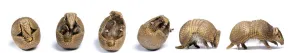 Sequence of a Three-banded armadillo (Tolypeutes tricinctus) unrolling from defensive Sequence of a Three-banded armadillo (Tolypeutes tricinctus) unrolling from defensive