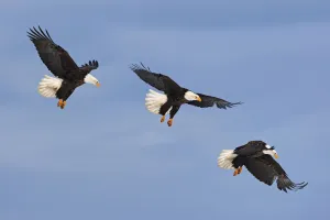 Series of Bald eagle (Haliaeetus leucocephalus) in flight, Homer, Alaska, USA, March Series of Bald eagle (Haliaeetus leucocephalus) in flight, Homer, Alaska, USA, March