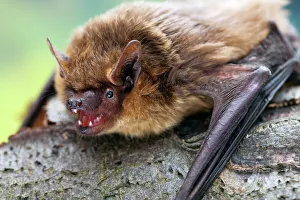 Serotine bat (Eptesicus serotinus) showing teeth, Captive, UK Serotine bat (Eptesicus serotinus) showing teeth, Captive, UK