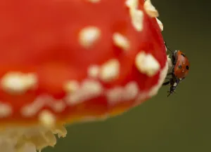 Seven-spot Ladybird (Coccinella septempunctata) on fly agaric (Amanita muscaria). Sheffield Seven-spot Ladybird (Coccinella septempunctata) on fly agaric (Amanita muscaria). Sheffield