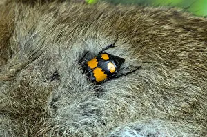 Sexton / Burying Beetle (Nicrophorus vespilloides) feeding on rabbit carcass, Upper Teesdale, Co Sexton / Burying Beetle (Nicrophorus vespilloides) feeding on rabbit carcass, Upper Teesdale, Co