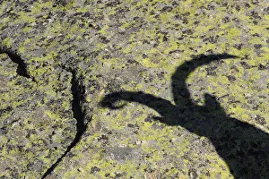 Shadow of male Spanish ibex (Capra pyrenaica) on rock, Sierra de Gredos, Spain, November Shadow of male Spanish ibex (Capra pyrenaica) on rock, Sierra de Gredos, Spain, November